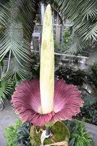 The full bloom-picture from the Botanical Garden's website
